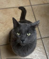 Lost Male Cat last seen watershed and sandwater, Albuquerque, NM 87120