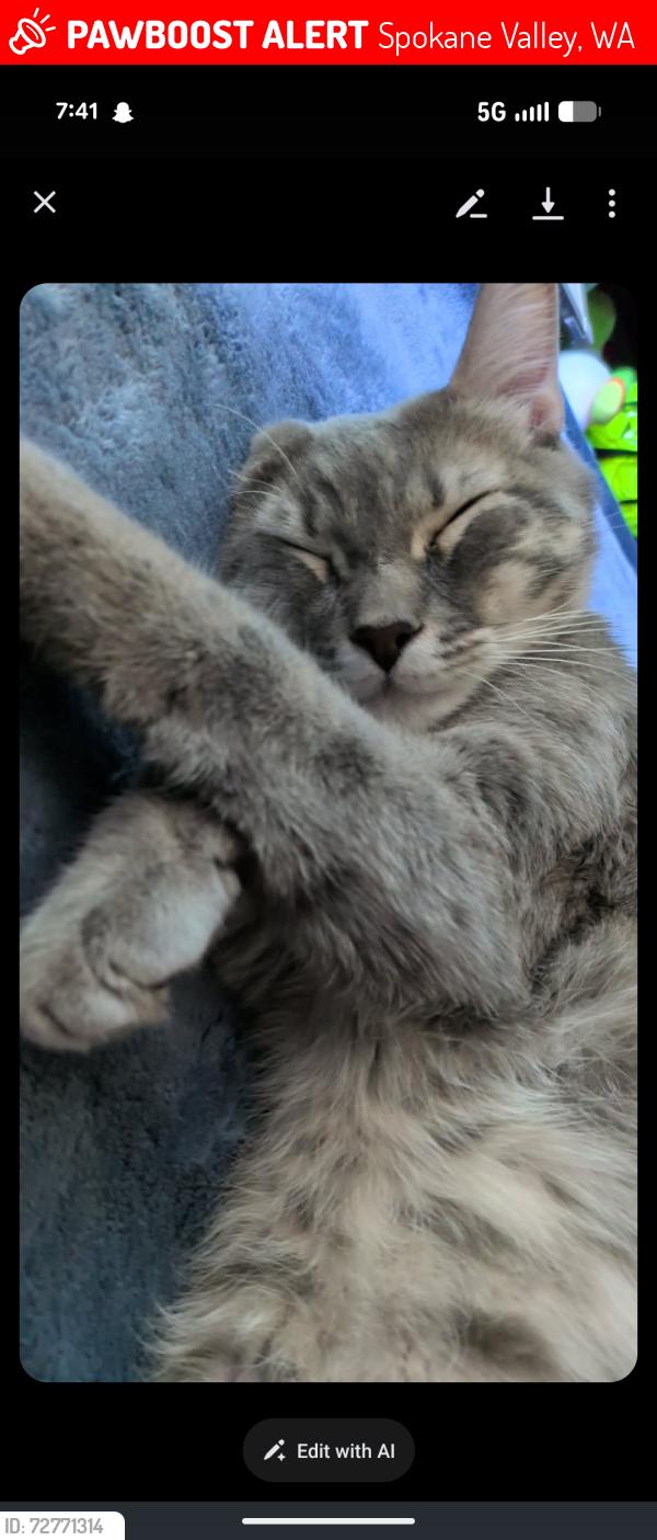 Lost Male Cat last seen Timberline Mobile  Trailer Park , Spokane Valley, WA 99027