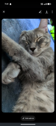 Lost Male Cat last seen Timberline Mobile  Trailer Park , Spokane Valley, WA 99027