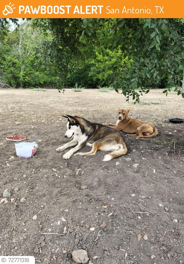 Found/Stray Unknown Dog last seen Hwy90 ,410, San Antonio, TX 78227