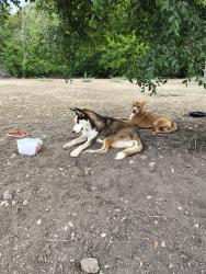 Found/Stray Unknown Dog last seen Hwy90 ,410, San Antonio, TX 78227