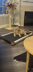 Lost Male Cat last seen Bluff apmts , Highlands Ranch, CO 80129