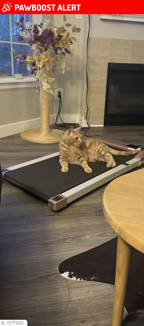 Lost Male Cat last seen Bluff apmts , Highlands Ranch, CO 80129