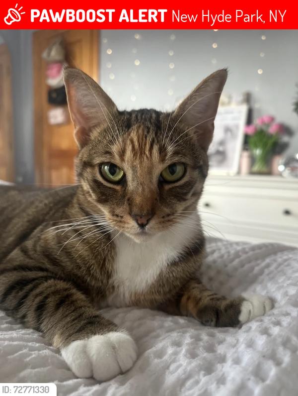 Lost Female Cat last seen Jericho Tpke/ First Ave, New Hyde Park, NY 11040