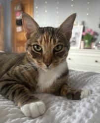 Lost Female Cat last seen Jericho Tpke/ First Ave, New Hyde Park, NY 11040