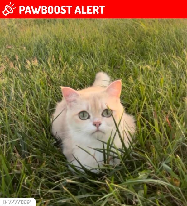 Lost Female Cat last seen Near Glenkirk rd, Prince William County, VA 20136