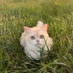 Lost Female Cat last seen Near Glenkirk rd, Prince William County, VA 20136