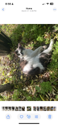 Lost Male Cat last seen Riviera ave and parkside drive, Walnut Creek, CA 94596