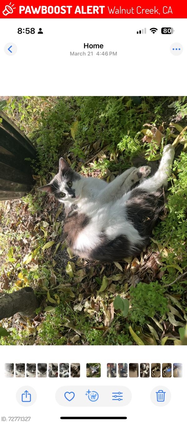 Lost Male Cat last seen Riviera ave and parkside drive, Walnut Creek, CA 94596