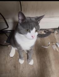 Lost Male Cat last seen Gleason ave westchester , The Bronx, NY 10472