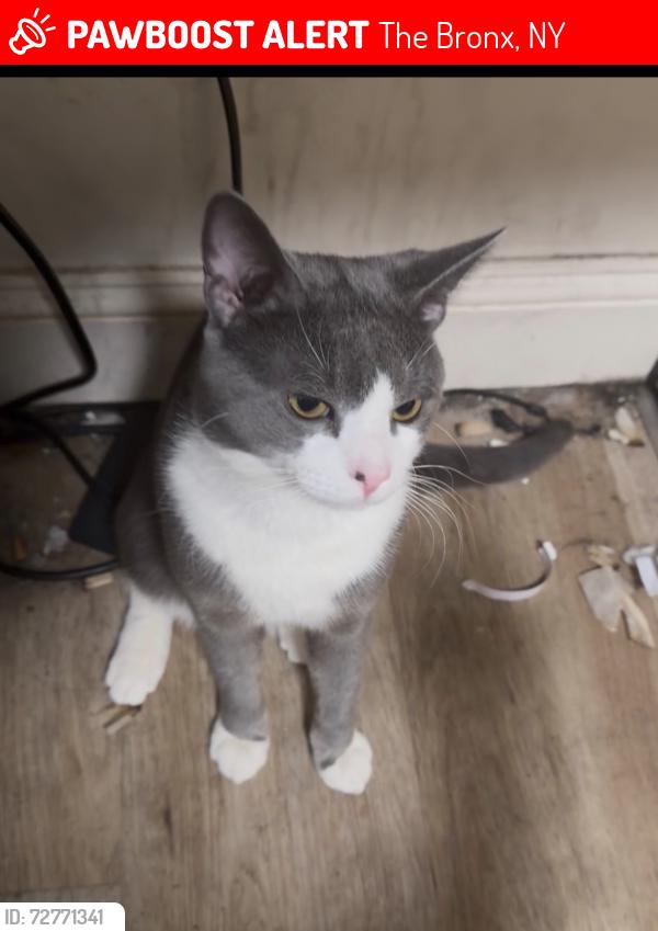 Lost Male Cat last seen Gleason ave westchester , The Bronx, NY 10472
