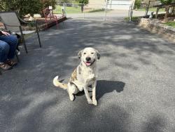 Found/Stray Female Dog last seen Gray Elementary School , Gray, TN 37615