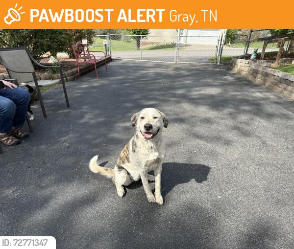 Found/Stray Female Dog last seen Gray Elementary School , Gray, TN 37615