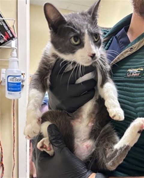 Shelter Stray Female Cat last seen NEW MARKET DR & VIA INGOGLIA ST, Sacramento, CA 95818