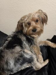Lost Male Dog last seen edison high school, Fresno, CA 93706