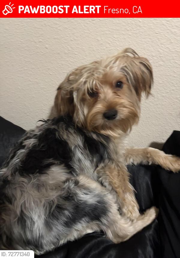 Lost Male Dog last seen edison high school, Fresno, CA 93706