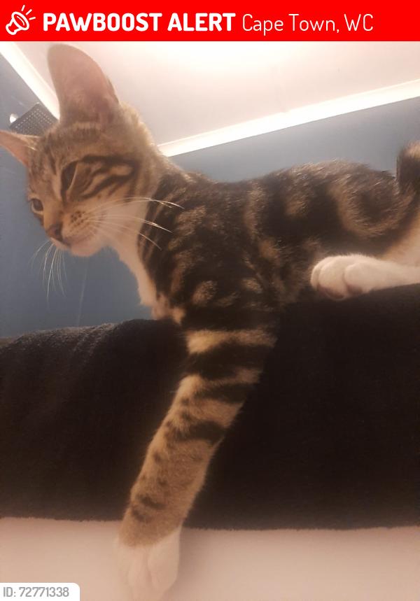 Lost Male Cat last seen Panorama Road, Brackenfell, Cape Town, WC 7560