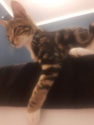 Lost Male Cat last seen Panorama Road, Brackenfell, Cape Town, WC 7560