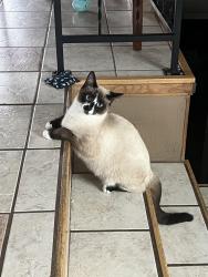 Lost Male Cat last seen Creekview Dr , Shepherd, MT 59079