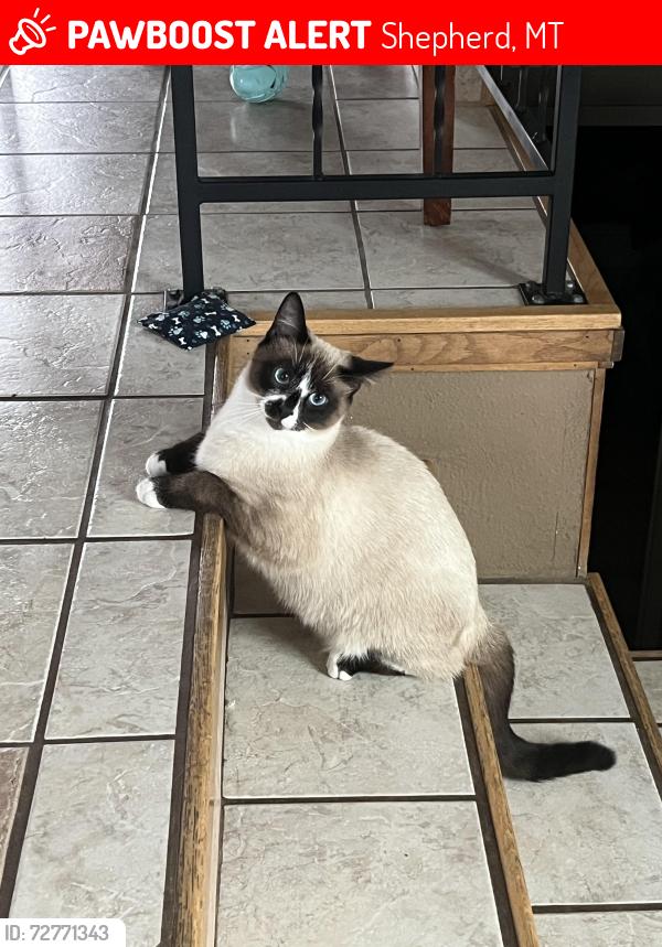 Lost Male Cat last seen Creekview Dr , Shepherd, MT 59079