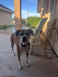 Found/Stray Female Dog last seen Lions Club Park, Odessa, TX 79762
