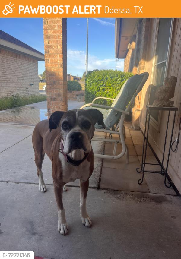 Found/Stray Female Dog last seen Lions Club Park, Odessa, TX 79762