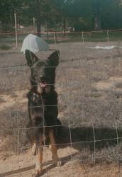 Lost Male Dog last seen Oak Summit, Winston-Salem, NC 27105