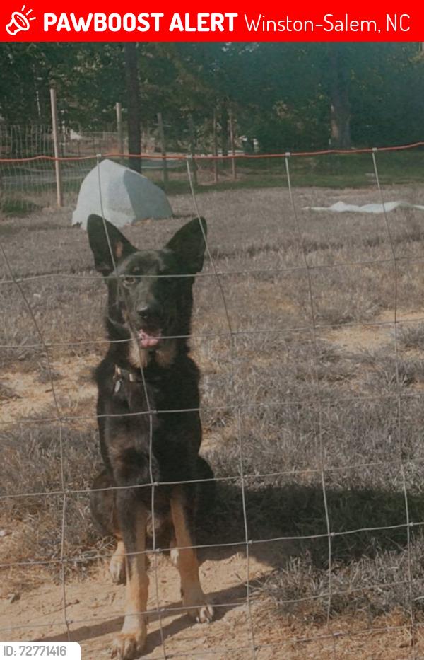 Lost Male Dog last seen Oak Summit, Winston-Salem, NC 27105
