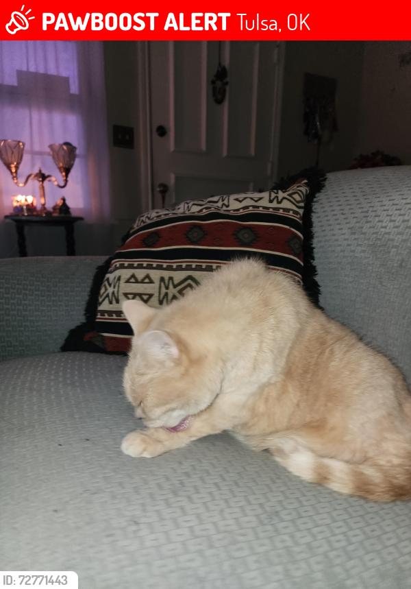 Lost Female Cat last seen East 35th Place and S Richmond Ave Tulsa OK , Tulsa, OK 74135