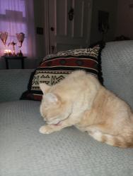Lost Female Cat last seen East 35th Place and S Richmond Ave Tulsa OK , Tulsa, OK 74135