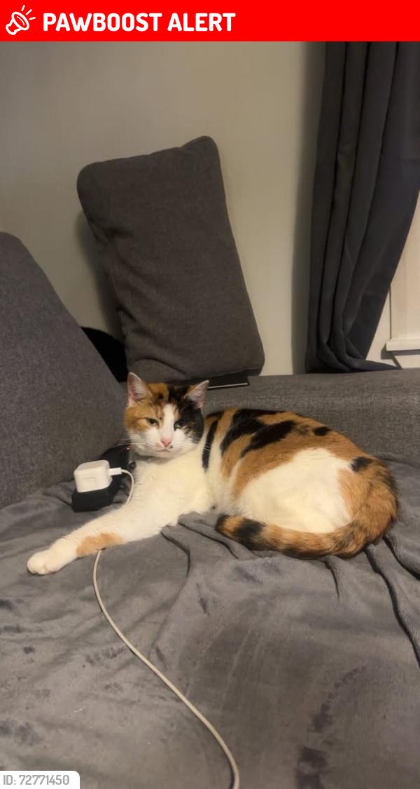Lost Female Cat last seen Wyvis road , Highland Council, Scotland IV12
