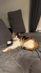 Lost Female Cat last seen Wyvis road , Highland Council, Scotland IV12