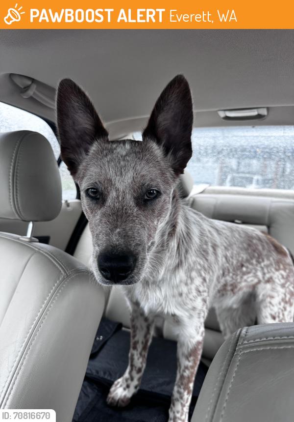 Found/Stray Male Dog last seen Hoyt ave / 14th street, Everett, WA 98201