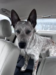 Found/Stray Male Dog last seen Hoyt ave / 14th street, Everett, WA 98201