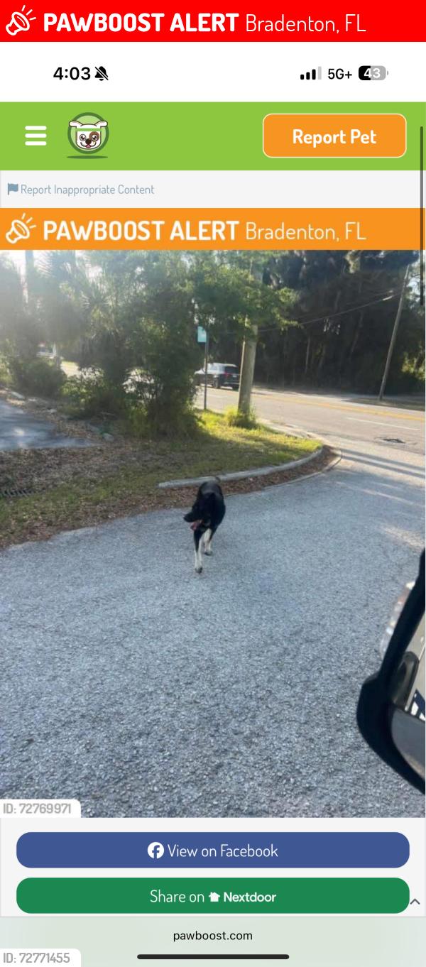 Lost Male Dog last seen Near 53rd Ave W, Bradenton, FL 34207