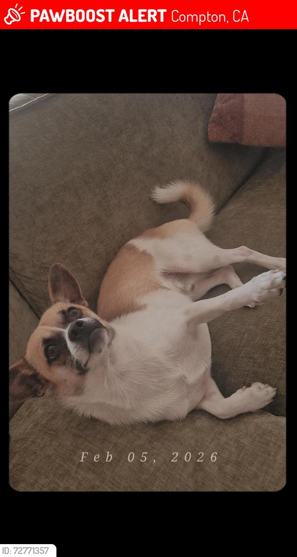 Lost Male Dog last seen West Raymond St and South Willowbrook  Ave, Compton, CA 90220