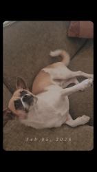 Lost Male Dog last seen West Raymond St and South Willowbrook  Ave, Compton, CA 90220