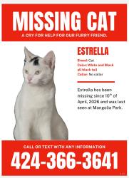 Lost Female Cat last seen Near Magnolia St, Garden Grove, CA 92841, Garden Grove, CA 92841