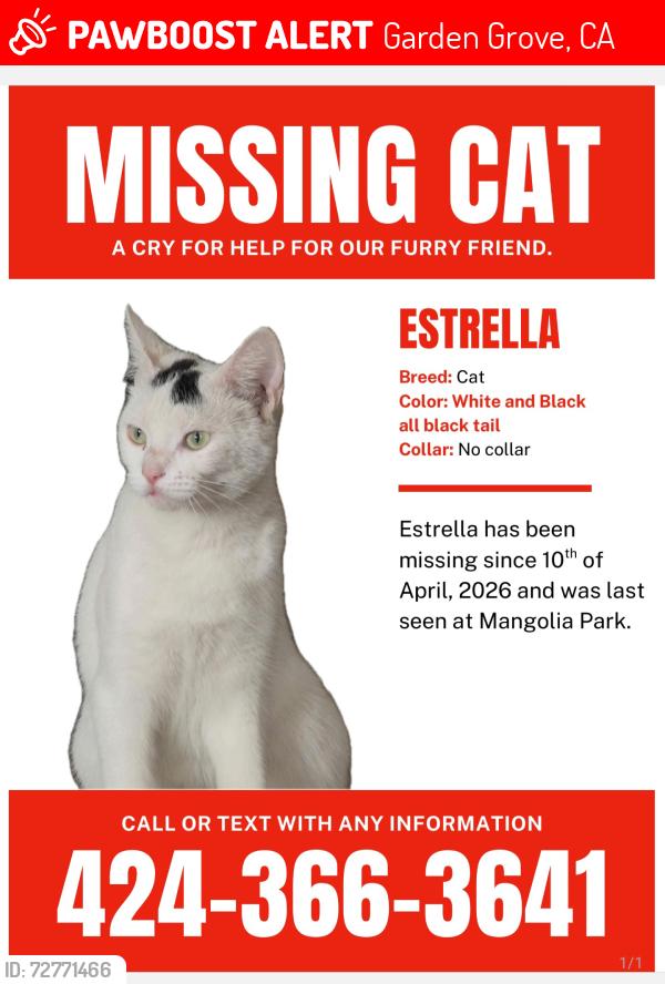 Lost Female Cat last seen Near Magnolia St, Garden Grove, CA 92841, Garden Grove, CA 92841