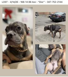 Lost Male Dog last seen Queens, Jamaica , Queens, NY 11432