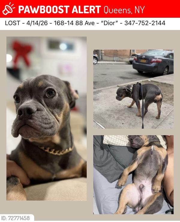 Lost Male Dog last seen Queens, Jamaica , Queens, NY 11432