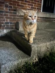 Found/Stray Unknown Cat last seen Thurman Ave and Wilson Ave , Columbus, OH 43206