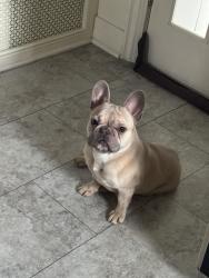 Lost Male Dog last seen Near W 22nd Place, Cicero, IL 60804