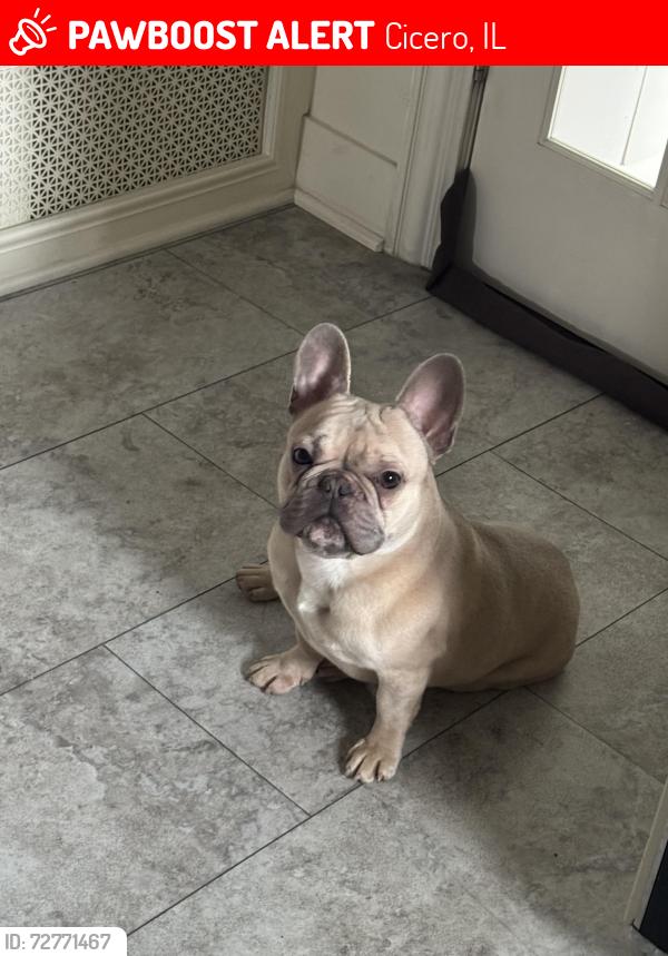 Lost Male Dog last seen Near W 22nd Place, Cicero, IL 60804