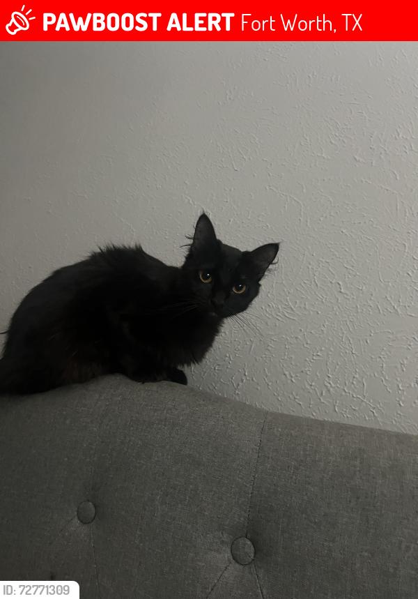 Lost Female Cat last seen Elderville, Fort Worth, TX 76112