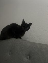 Lost Female Cat last seen Elderville, Fort Worth, TX 76112