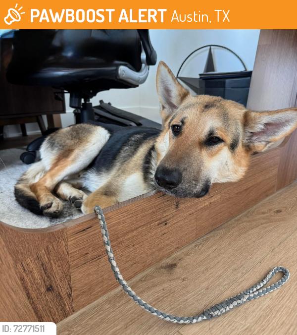 Found/Stray Male Dog last seen Skyline park, Austin, TX 78744