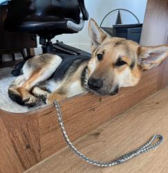 Found/Stray Male Dog last seen Skyline park, Austin, TX 78744