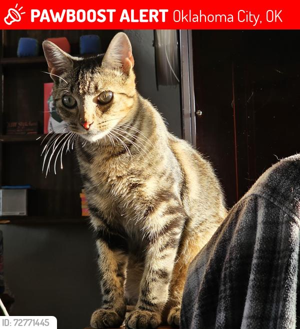 Lost Male Cat last seen Drakestone ave close to May ave, Oklahoma City, OK 73120
