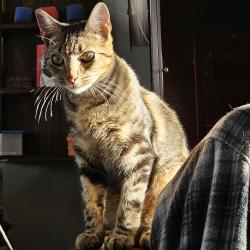 Lost Male Cat last seen Drakestone ave close to May ave, Oklahoma City, OK 73120
